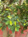 Ficus Benjamina (Weeping Fig)